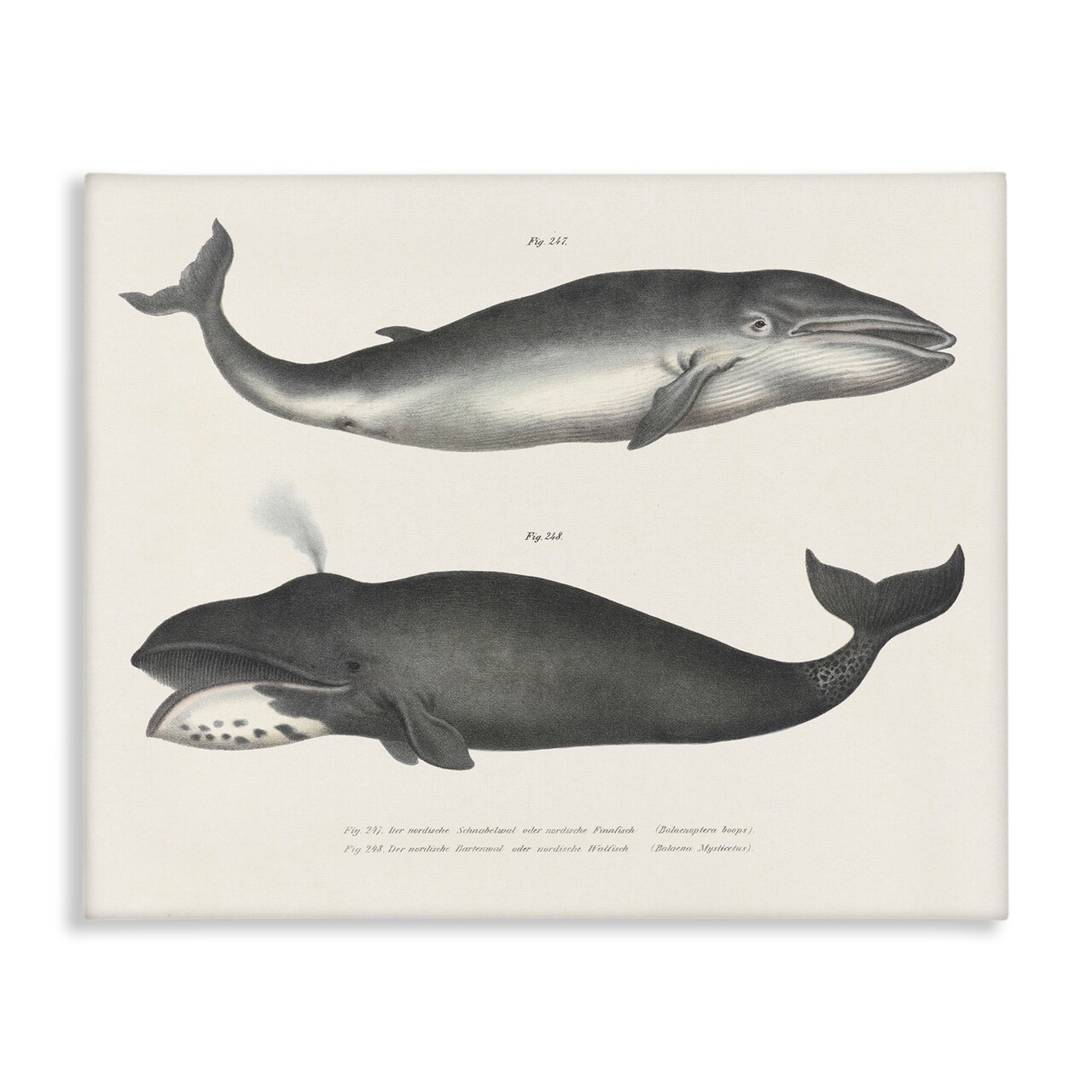 Stupell Industries Vintage Whale Study Diagrams Canvas Design by Phillipa Katz